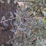 Pyrus spinosa List