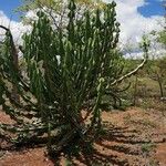 Euphorbia cooperi Hábitos