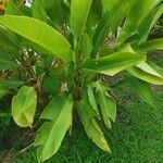 Heliconia latispatha Hoja