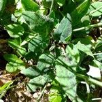 Hieracium glaucinum Leaf