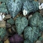 Cyclamen balearicum Leaf