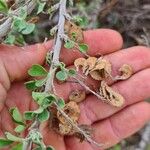 Medicago arboreaVaisius