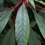 Impatiens auricoma Blad