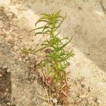 Epilobium brachycarpum Blatt