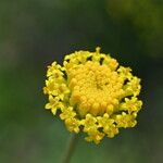 Santolina villosa Flower