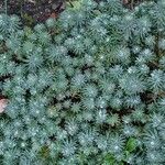 Petrosedum forsterianum Hoja