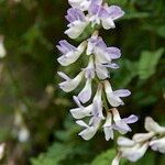 Vicia sylvatica Fleur