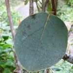 Monimia rotundifolia Leaf