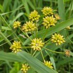 Oenanthe crocata 果実