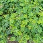 Mimosa diplotricha Φύλλο