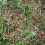 Smilax anceps Elinympäristö