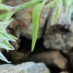 Scleranthus orientalis