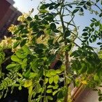 Moringa oleiferaFlower