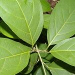 Paragonia pyramidata Fuelha
