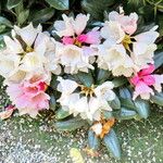 Rhododendron insigne Цветок