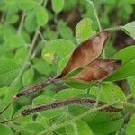 Cytisus villosus Plod