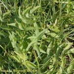 Sium latifolium Hábito