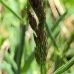 Poa cenisia Fruchs