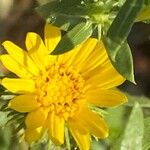 Grindelia squarrosa Flors