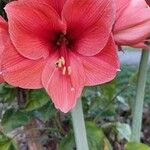 Hippeastrum reginaeKvět