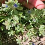 Veronica triphyllos Leaf