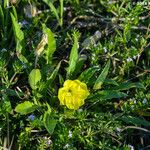 Oenothera triloba Habit