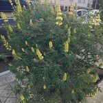 Lupinus arboreus ശീലം