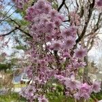 Prunus subhirtella Flower