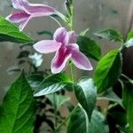 Barleria cristata Blatt