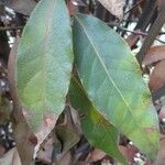 Laurus nobilisLeaf