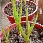 Polianthes tuberosa Fiore