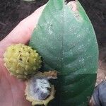 Annona mucosa Ovoce