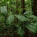 Aulacocalyx caudata Leaf