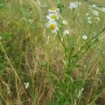 Erigeron annuusÇiçek