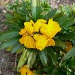 Fourraea alpina Flower