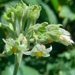 Solanum abutiloides Žiedas