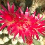 Eriosyce villosa Květ