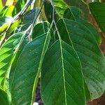 Calophyllum polyanthum Leaf
