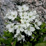 Rhododendron columbianum Flor