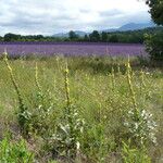 Verbascum thapsus Elinympäristö