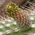 Cleistocactus micropetalus