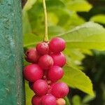 Schisandra chinensis Fruit