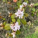 Rhododendron minus Flower