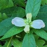 Chelone glabra Flower