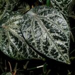 Piper ornatum Листок