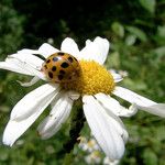 Anthemis cotula Blüte