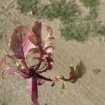 Centranthus calcitrapae Frunză