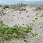 Stachys maritima Habit