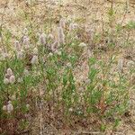 Trifolium arvense Flower