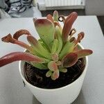 Crassula pubescens Лист